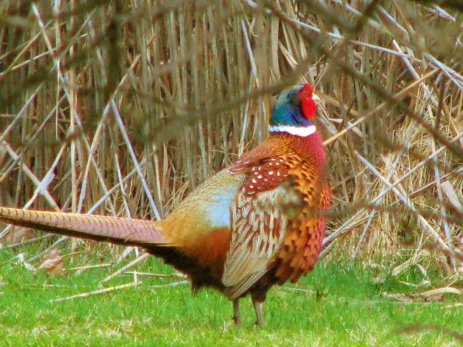pheasant