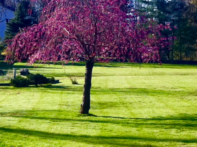 Tree Onchilla tree – Shangri-La